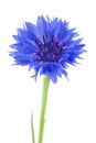 Beautiful blue cornflower isolated on white background. Selective focus Royalty Free Stock Photo
