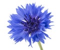 Beautiful blue cornflower isolated on white background. Selective focus Royalty Free Stock Photo