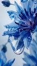 Beautiful blue cornflower with small drops of water close-up. Aster flower Macro photography Royalty Free Stock Photo
