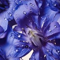 Beautiful blue cornflower with small drops of water close-up. Aster flower Macro photography Royalty Free Stock Photo