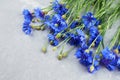 Beautiful blue cornflowers bouquet on light grey background Royalty Free Stock Photo