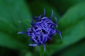 Beautiful blue cornflowers in summer Park Royalty Free Stock Photo