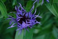 Beautiful blue cornflowers in summer Park Royalty Free Stock Photo