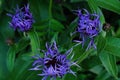 Beautiful blue cornflowers in summer Park Royalty Free Stock Photo