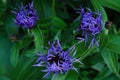 Beautiful blue cornflowers in summer Park Royalty Free Stock Photo