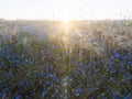 Beautiful blue cornflowers and wheat field in backlight of setting sun Royalty Free Stock Photo