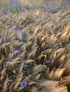 Beautiful blue cornflowers and wheat field in backlight of setting sun Royalty Free Stock Photo