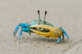 Beautiful blue crab with yellow claw Royalty Free Stock Photo