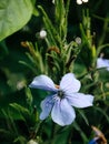 Beautiful blue crane bird (Geranium) flower, surrounded by lush green grass Royalty Free Stock Photo