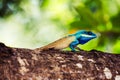 Beautiful blue crested lizard