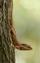 Blue Crested Lizard Calotes mystaceus