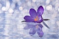Beautiful blue crocus flower in water drops on bokeh background Royalty Free Stock Photo
