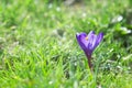 Beautiful blue crocus flower in water drops growing in green grass Royalty Free Stock Photo