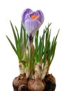 Beautiful blue Crocus Magnoliopsida isolated on white background, including clipping path