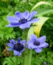 Beautiful blue Crown Anemone flowers in the park Royalty Free Stock Photo