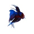 beautiful blue crown tail siamese thai betta fighting fish isolated white background Royalty Free Stock Photo