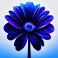 Beautiful blue daisy flower on a white background. Macro. AI Generated Royalty Free Stock Photo