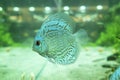 Beautiful blue discus fish swimming in an aquarium Royalty Free Stock Photo