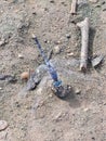 Beautiful blue dragon fly balancing on a samll stone Royalty Free Stock Photo