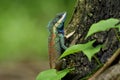 Beautiful blue dragon lizard with red spots on its back and sharp detail of its spine skin, chameleon on tree over fine blur