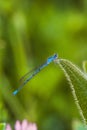 Beautiful blue dragonfly Arrow Southern Coenagrion mercuriale
