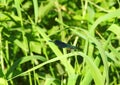 Blue dragonfly on grass, Lithuania Royalty Free Stock Photo