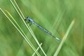 Beautiful blue dragonfly. Macro shot of nature.