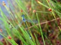 Beautiful blue dragonfly with morning dew , Lithuania Royalty Free Stock Photo