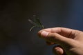 A beautiful blue dragonfly sitting on a hand near the river. Royalty Free Stock Photo