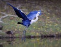 Beautiful blue egret landing with wings spread