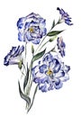 Beautiful blue eustoma Lisianthus on white background. Waterco