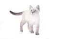Beautiful blue eye Siamese kitten Royalty Free Stock Photo