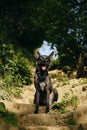 A beautiful blue-eyed black dog sits and poses on an old stone staircase in the middle of a green spring park. A dog Royalty Free Stock Photo