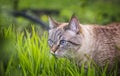 Beautiful blue eyed cat on green grass in spring garden. purebred cat walking outdoors