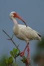 Beautiful Blue Eyed Florida White Ibis