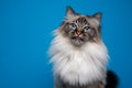 beautiful blue eyed fluffy birman cat tone on tone portrait