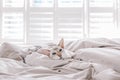 Beautiful blue-eyed oriental breed cat lying resting on bed at home looking at camera. Fluffy hairy domestic pet with blue eyes Royalty Free Stock Photo