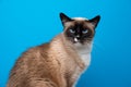 beautiful blue eyed seal point white siamese cat portrait Royalty Free Stock Photo