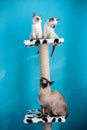 Beautiful blue-eyed Siamese kitten Royalty Free Stock Photo