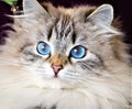 Beautiful blue eyed Siberian  Cat Royalty Free Stock Photo