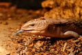 Beautiful blue-eyed skink lizard, tiliqua scincoides Royalty Free Stock Photo