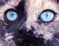 Blue eyes of a bicolor cat in a macro. Royalty Free Stock Photo