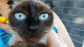 beautiful blue eyes Britan cat