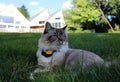 Beautiful blue eyes female cat, hypoallergenic cat. Animal that can be pet by people who is allergic to cats. Royalty Free Stock Photo