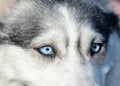 Beautiful blue eyes in a gray siberian husky dog. Macro view.