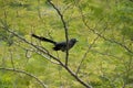 Blue-faced Malkoha perched on a tree branch