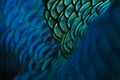 Beautiful blue feather pattern texture background , Blue macro feather, Bird, Animal, Close-up, Backgrounds