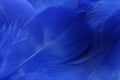 Beautiful blue feathers as background, closeup view Royalty Free Stock Photo