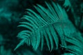 Beautiful blue fern leaf in nature. Rainforest Royalty Free Stock Photo