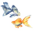 Beautiful blue fish with big fin and goldfish. Hand drawn watercolor illustration. Isolated on white background Royalty Free Stock Photo